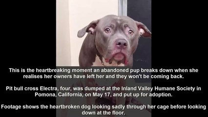 Hearbreaking moment when dog realises owners abandoned her (VIDEO)