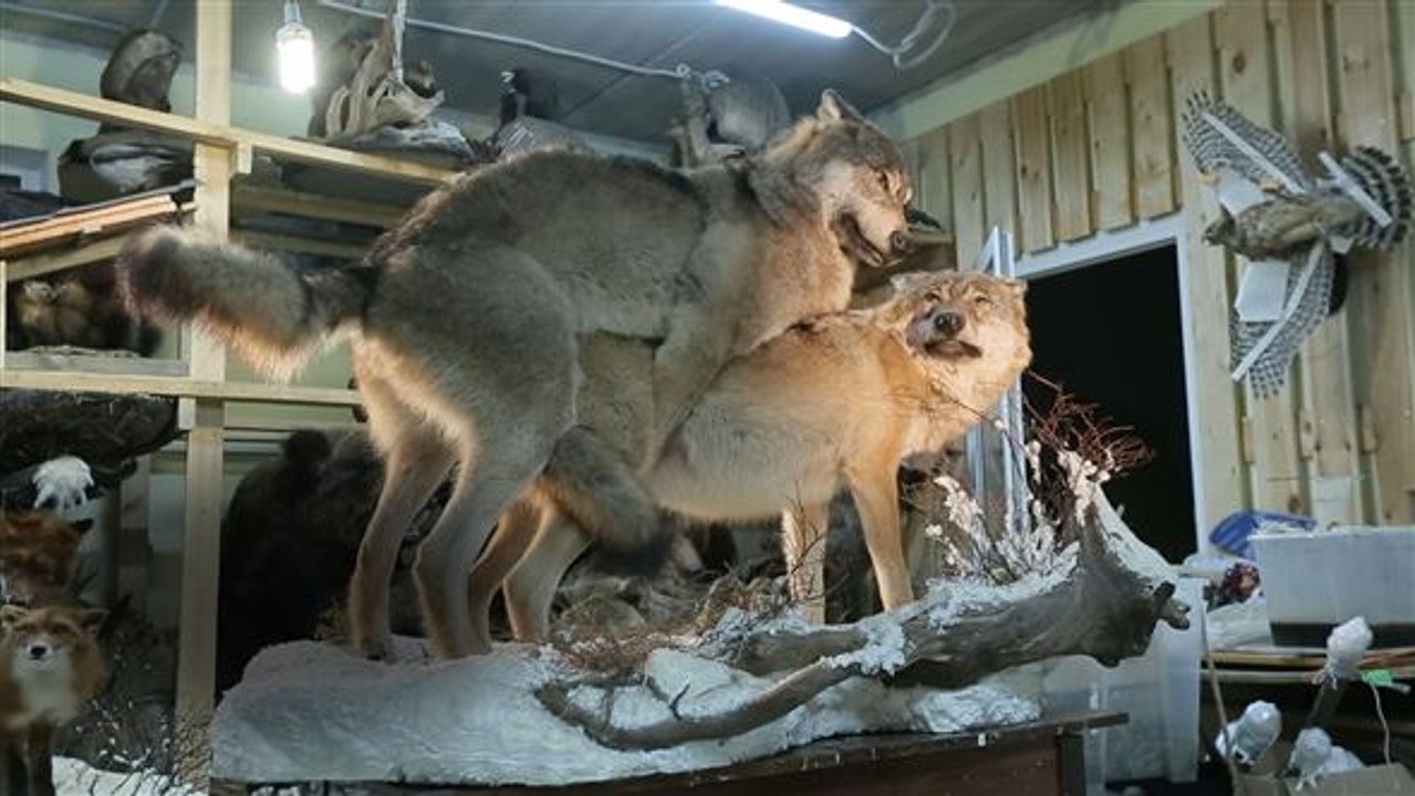 Tierisch was los: Kuriose Sexausstellung mit Wolf und Co.