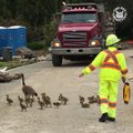 Animals are making road traffic.  [ View more videos by clicking links in the description]