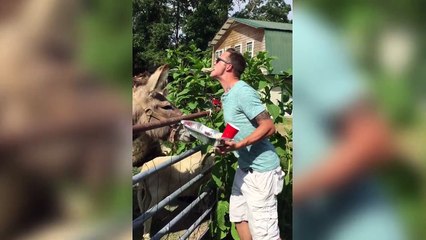 Awesome animals behavior.  [ View more videos by clicking links in the description]