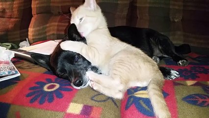 Cats are naughty. Awesome animals behavior.  [ View more videos by clicking links in the description]