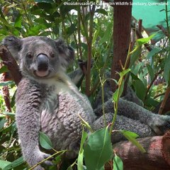 Australian animals are crazy. [ View more videos by clicking links in the description]