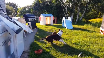 Funny Pitbull Compilation 2017 | Best Funny Pitbull Videos Ever