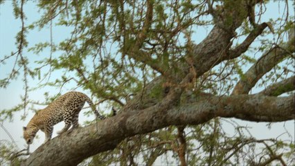 [EXTRAIT] Premiers pas dans la savane, épisode 3, France 5 - 22/08/2018