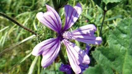4 plantas eficaces contra el asma