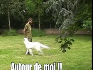 Educateur canin Toulouse