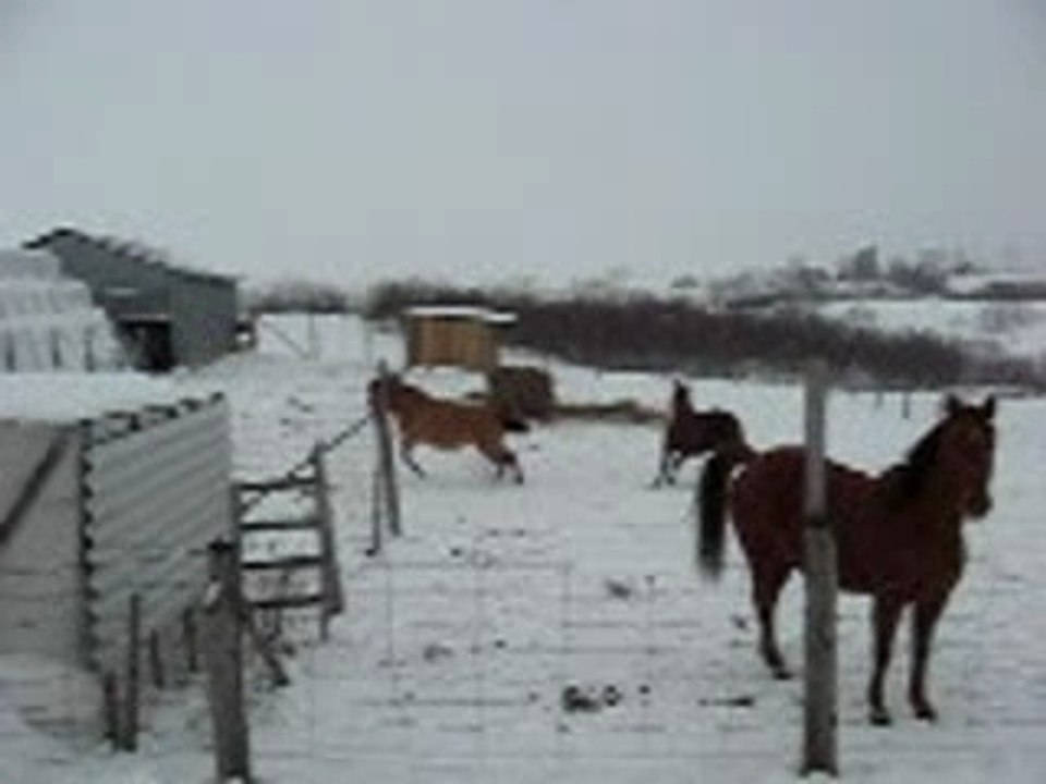 Les Chevaux s'amusent