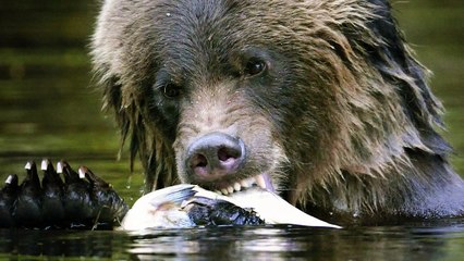A i keni ditur 4 ushqimet që janë të ndaluara nga Profeti a.s. ?!