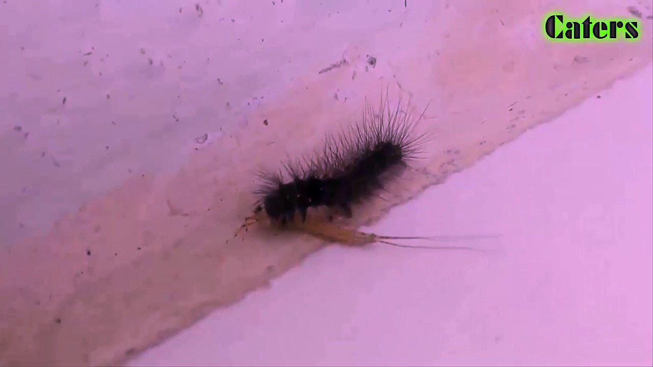 Worm eating animal