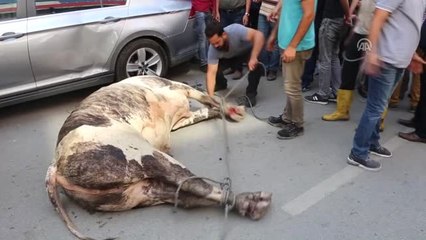 Limandan Kaçan Angus Şehir Merkezine Girdi