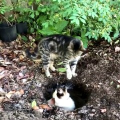 Cats are doing amazing things. [ View more videos by clicking links in the description]