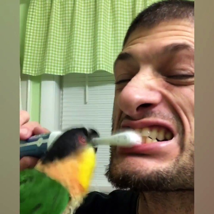 Animals are doing funniest work with humans. [ View more videos by clicking links in the description]