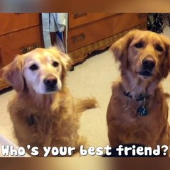 Dogs are doing amazing things. [ View more videos by clicking links in the description]