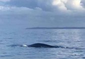 Pygmy Whales Delight Tourists in New Zealand