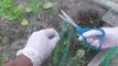 Californian Man Saves Distressed Chipmunk From Garden Netting