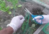 Californian Man Saves Distressed Chipmunk From Garden Netting
