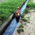 This clever Shiba Inu finds to perfect place to cool off!