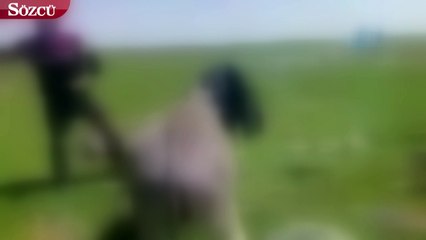 Kars’ta eşeklere eziyet eden kişi yakalandı