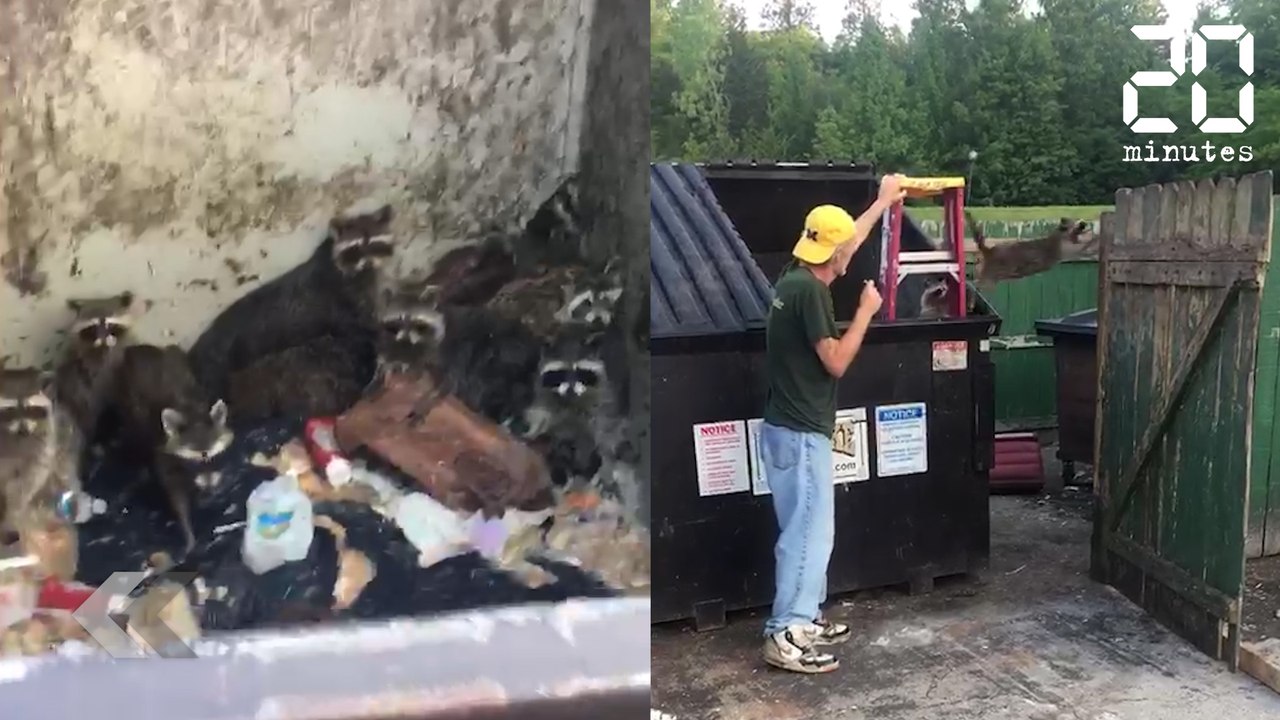 Il sauve 23 ratons laveurs d'un coup - Le Rewind du Mardi 24 Juillet 2018