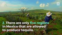 5 Tequila Facts for National Tequila Day