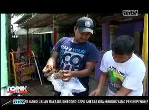 Evakuasi Sarang Tawon, Anggota Damkar Diserang