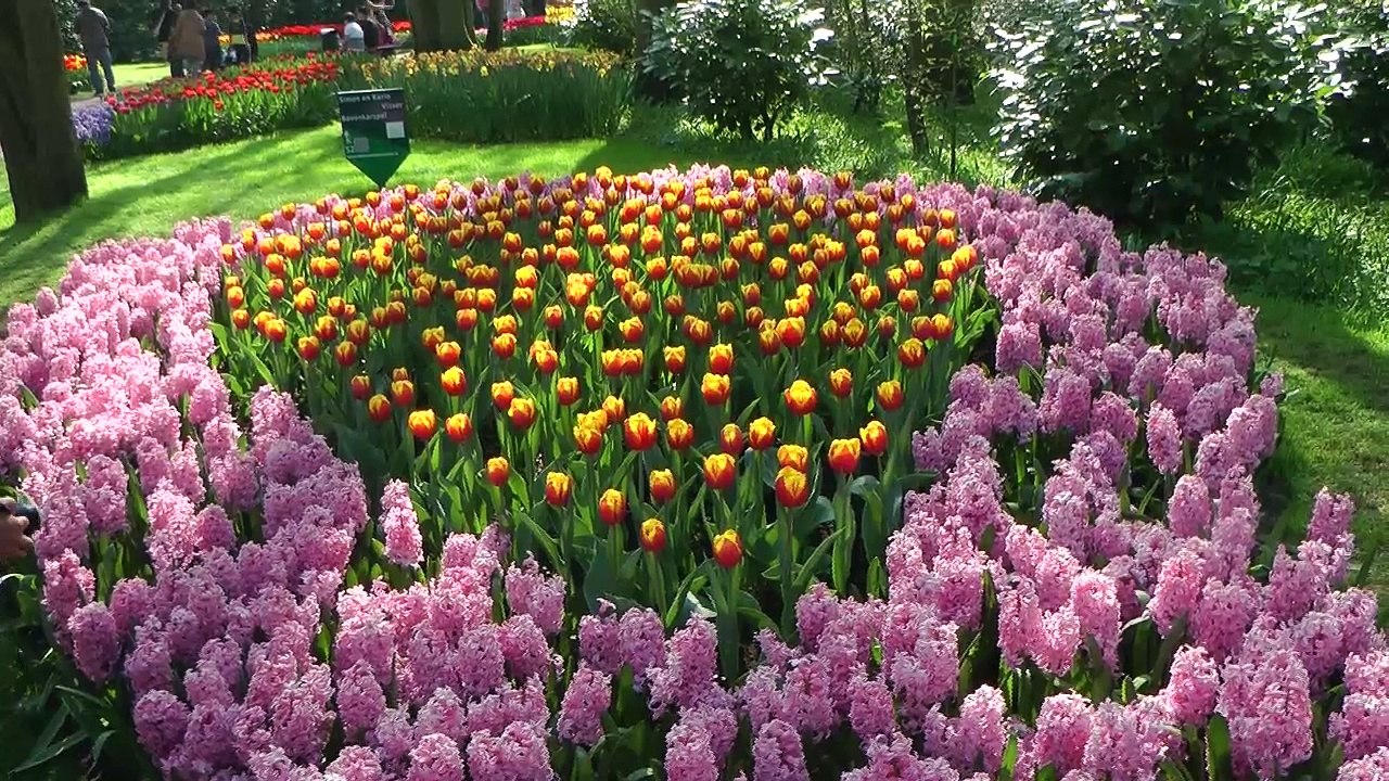 Keukenhof, des fleurs et encore des fleurs
