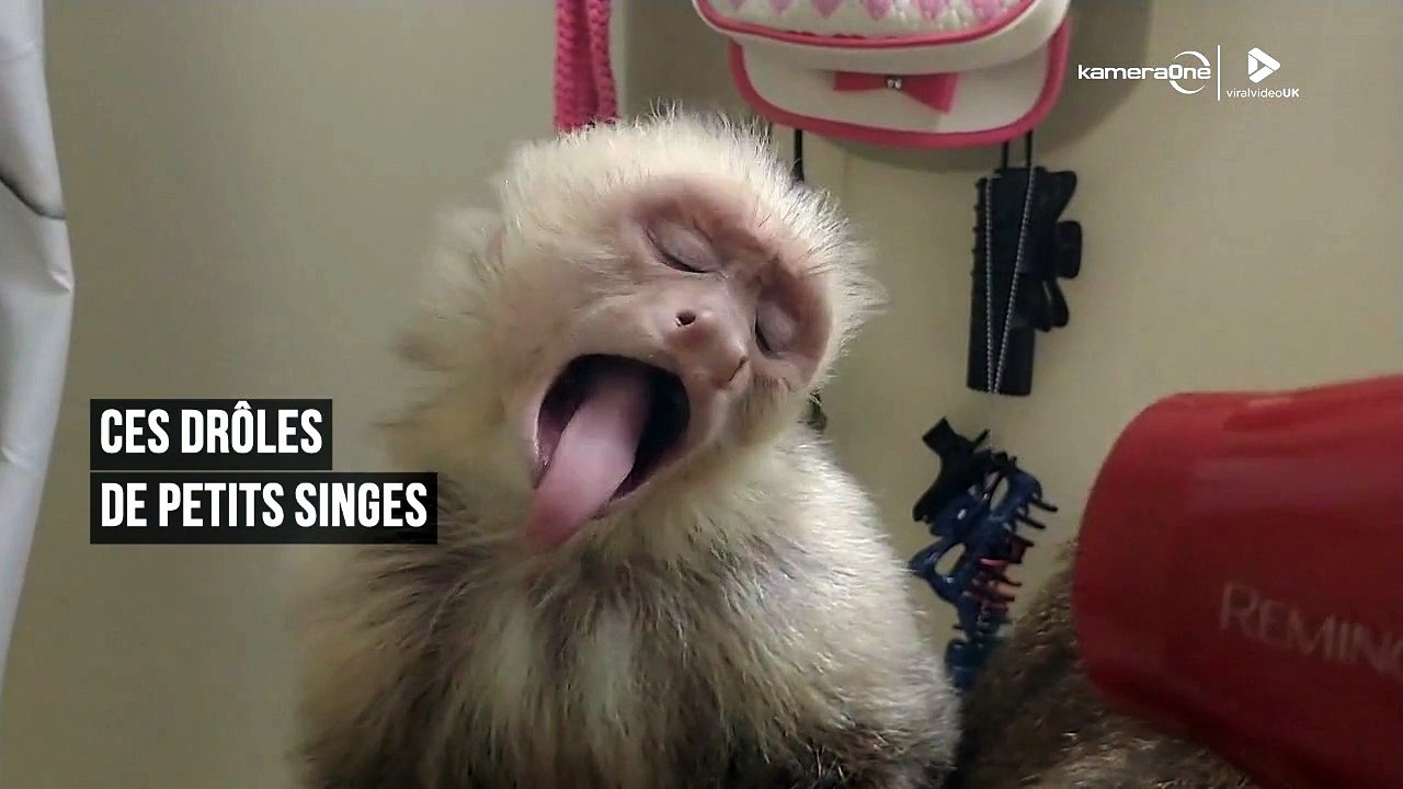 Ces singes raffolent du sèche-cheveux