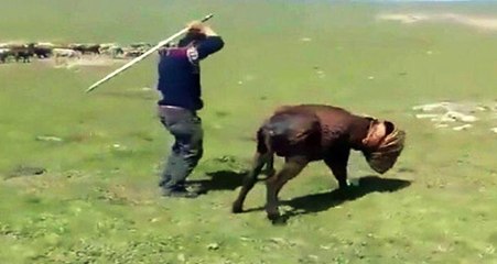 Eşeğe Sopayla İşkence Yapan Cani, Jandarma Ekipleri Tarafından Yakalandı