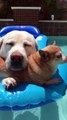 Two Pups in the Pool