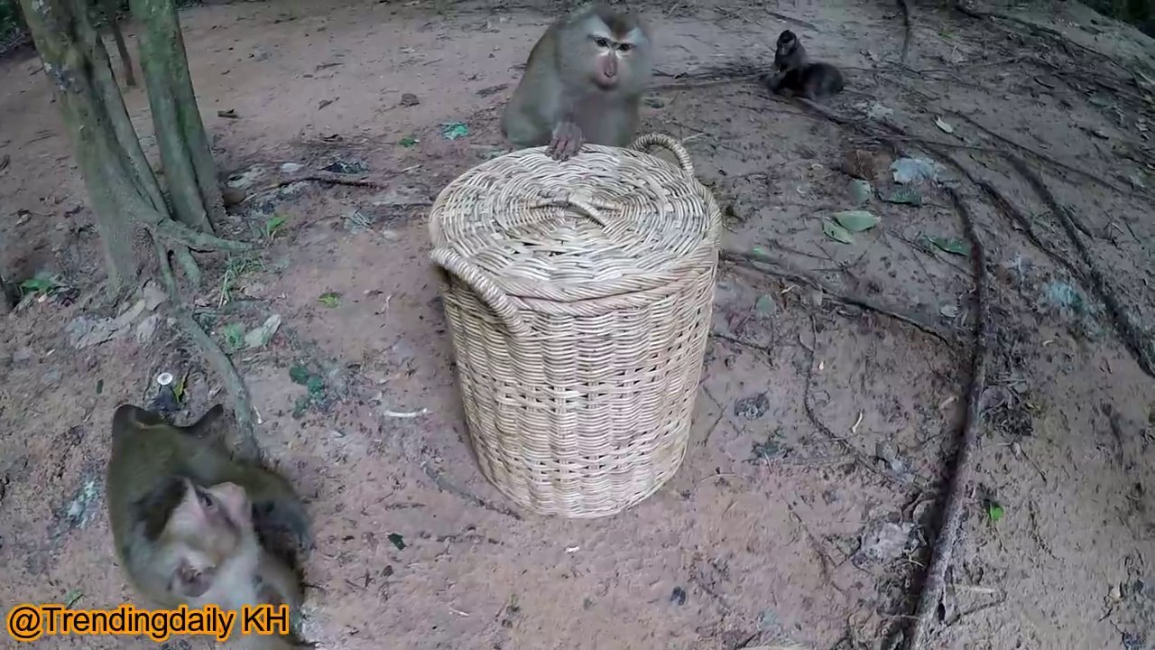 Singe drôle et jolie fille - Singes vidéo drôles EP 2