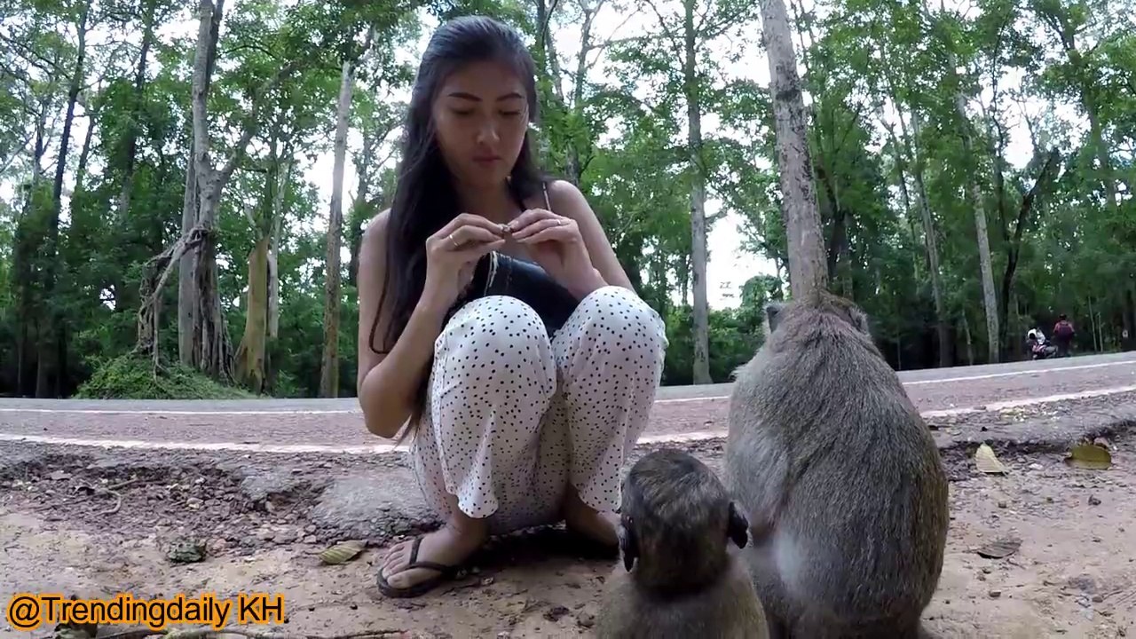 Singe drôle et jolie fille - Singes vidéo drôles EP 3