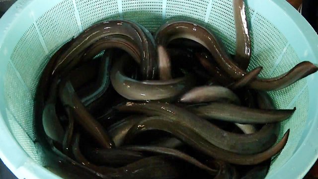 민물장어 유통 '혁신'... 더 안전해졌어요 / YTN
