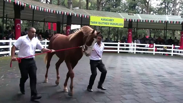 Safkan Arap taylarından 4,9 milyon lira gelir - BURSA