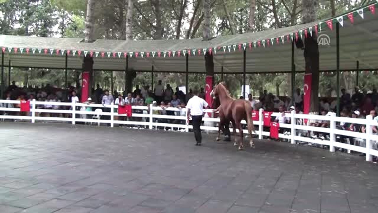 Safkan Arap Taylarından 4,9 Milyon Lira Gelir