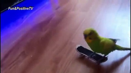 ANIMALS vs SKATEBOARDS - Funny Animal Riding Skills Videos Compilation 2018 [BEST OF]