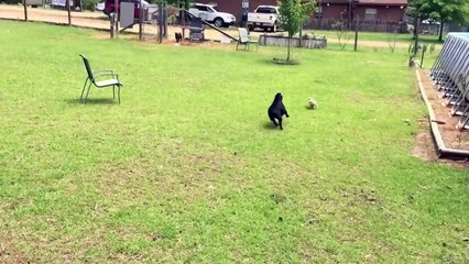 101 Funniest Chihuahua Videos | Try Not To Laugh Challenge 2018