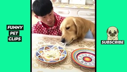 Tik Tok Pets: Funny - Cute Videos #1