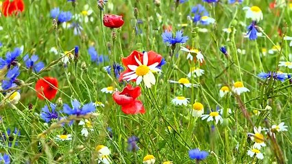 Les mille couleurs de la vallée de Castelluccio