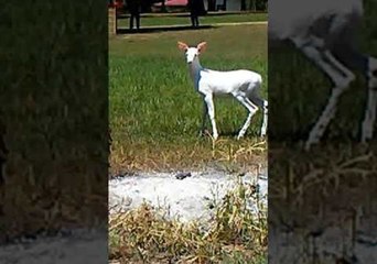 Albino Fawn Walks Right Up to Couple in Lake Wappapello, Missouri