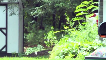 7-Foot Python Found in Backyard of Connecticut Home