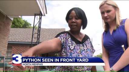 Wandering Python Puts Memphis Neighborhood on Edge