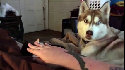 Jealous husky refuses to let owner pet cat