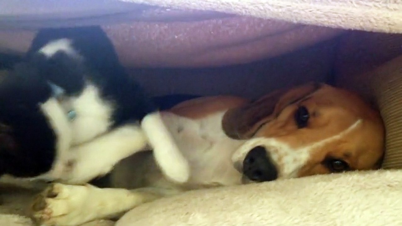 Patient Beagle Loses His Temper After Overly-Affectionate Cat Showers Him With Kisses