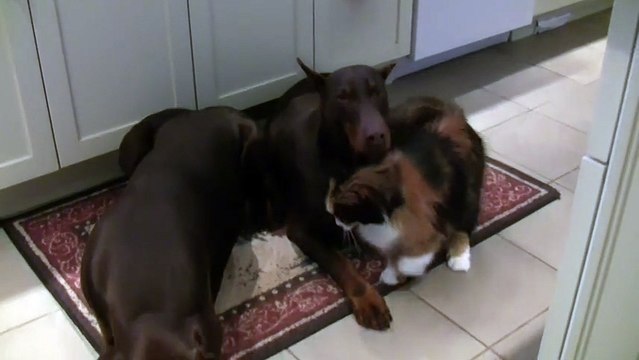 Fearless cat cuddles with pair of Dobermans