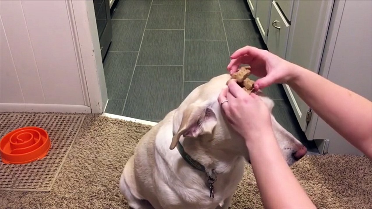 The Most Patient Dog Ever