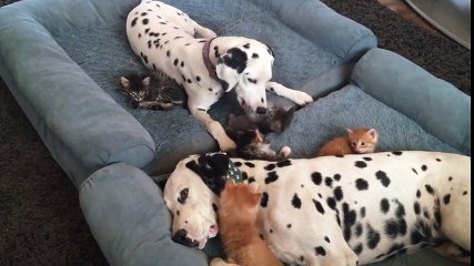 Silly kittens play with sleepy Dalmatians