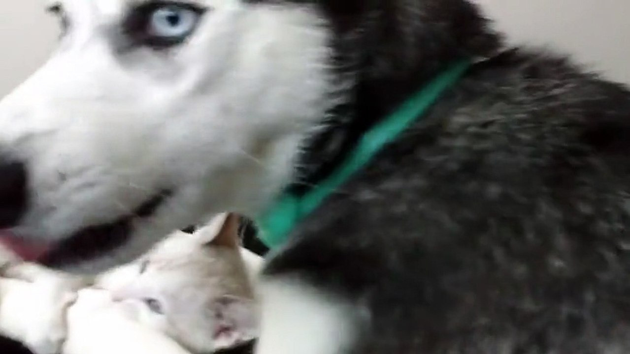 Husky and kitten share precious playtime moment