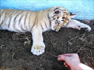 Sleepy tiger cub plays with a stick