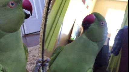 Parrot carries deep conversation with mirror reflection