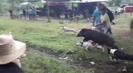 People Training Dog For Hunting Food | Buru Budiak